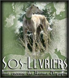 http://www.sos-levriers.org