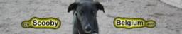 http://www.scoobybelgium.be http://www.scoobybelgium.be