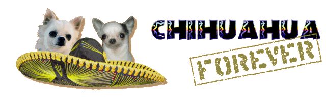 http://chihuahua.forumpro.fr